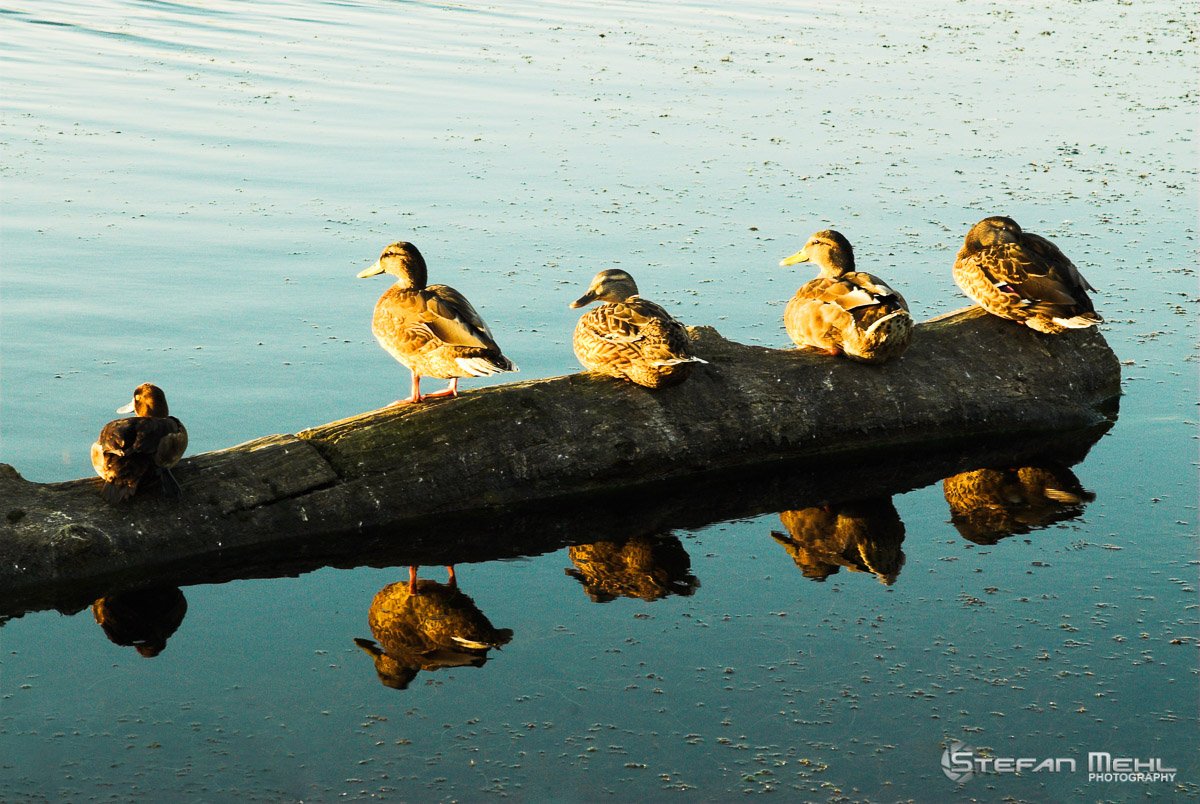 5 ducks